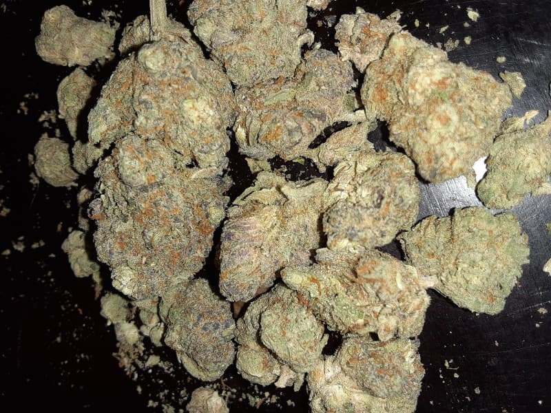 Zookies cannabis strain, community photo 7