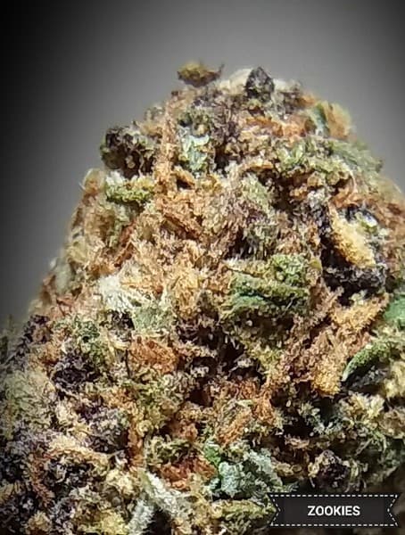 Zookies cannabis strain, community photo 8