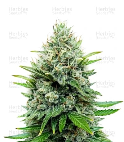 Afghan Skunk seeds at Herbies Head Shop