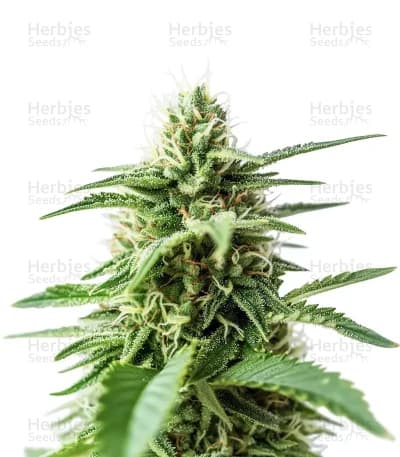 Amnesia Haze seeds at Herbies Head Shop