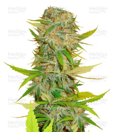Aurora Indica seeds at Herbies Head Shop