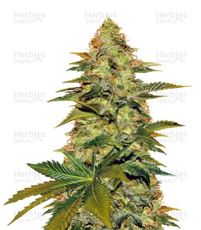 Blue Venom seeds at Herbies Head Shop
