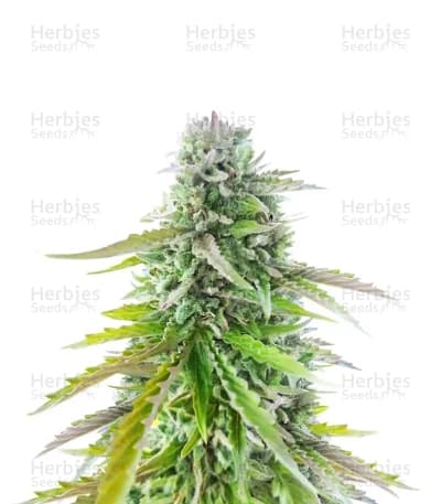 Florida Sunrise seeds at Herbies Head Shop