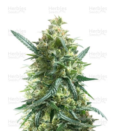 Gary Payton seeds at Herbies Head Shop