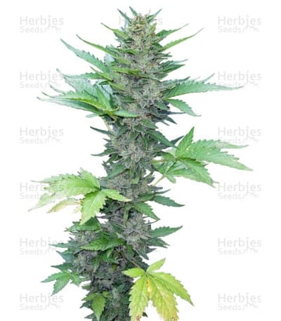 Green Poison seeds at Herbies Head Shop