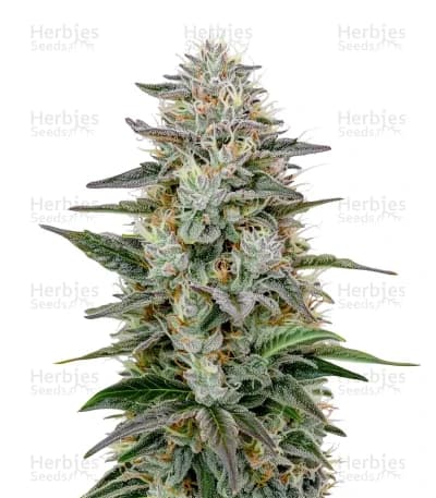 Hawaiian Snow seeds at Herbies Head Shop