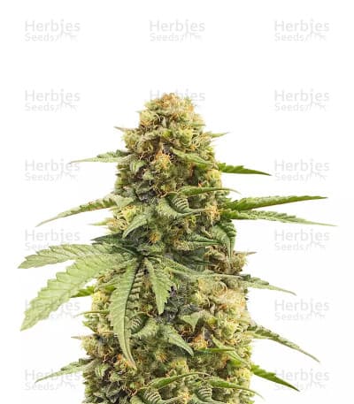Haze Berry seeds at Herbies Head Shop