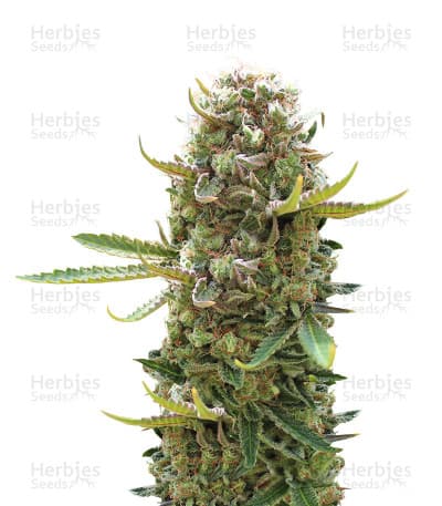 King Kong seeds at Herbies Head Shop