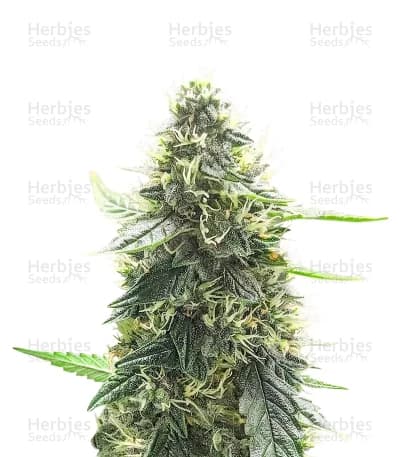 Mango Sherbert seeds at Herbies Head Shop