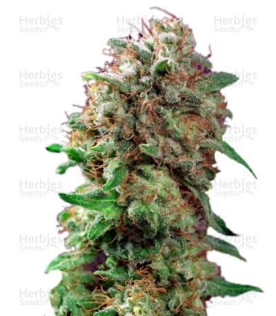 Mazar seeds at Herbies Head Shop