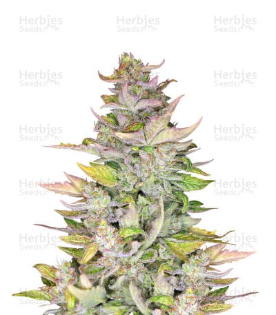 Mexican Sativa seeds at Herbies Head Shop