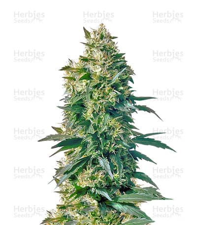 Mother's Finest seeds at Herbies Head Shop