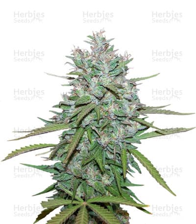 Northern Lights #5 x Haze seeds at Herbies Head Shop