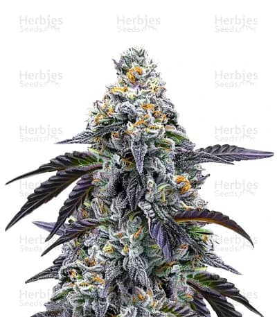 Rainbow Sherbet seeds at Herbies Head Shop