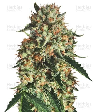 Sapphire OG seeds at Herbies Head Shop