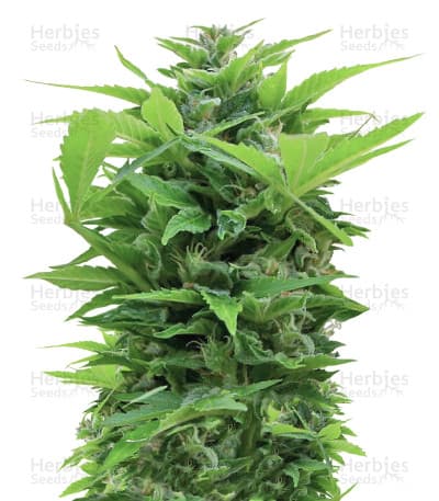 Shot Adrenaline seeds at Herbies Head Shop