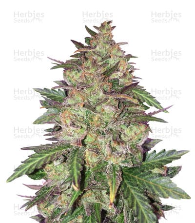 Sunset Sherbet seeds at Herbies Head Shop