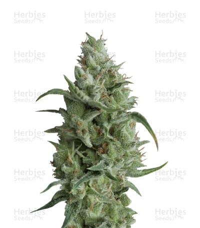 Super OG Kush seeds at Herbies Head Shop