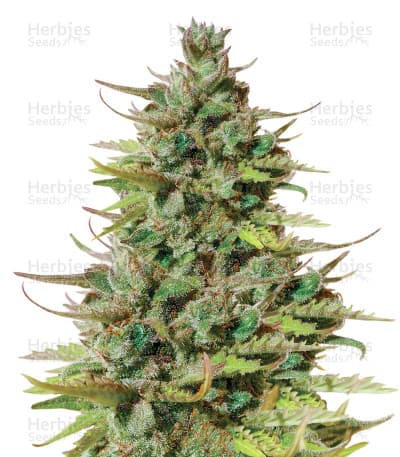 Tangie seeds at Herbies Head Shop