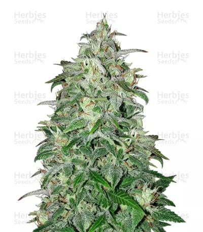 THC Bomb seeds at Herbies Head Shop