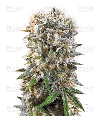 Wappa seeds at Herbies Head Shop