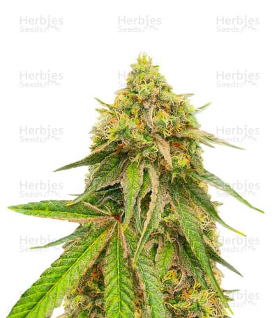 Watermelon Z seeds at Herbies Head Shop