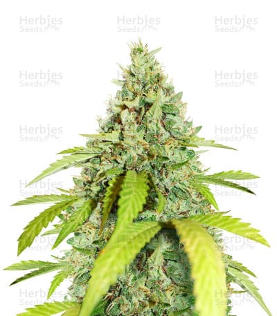 Wedding Cookies seeds at Herbies Head Shop