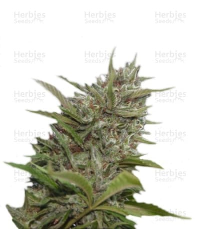 White Berry seeds at Herbies Head Shop