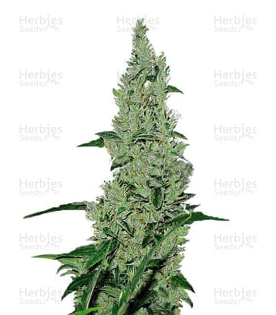Y Griega seeds at Herbies Head Shop