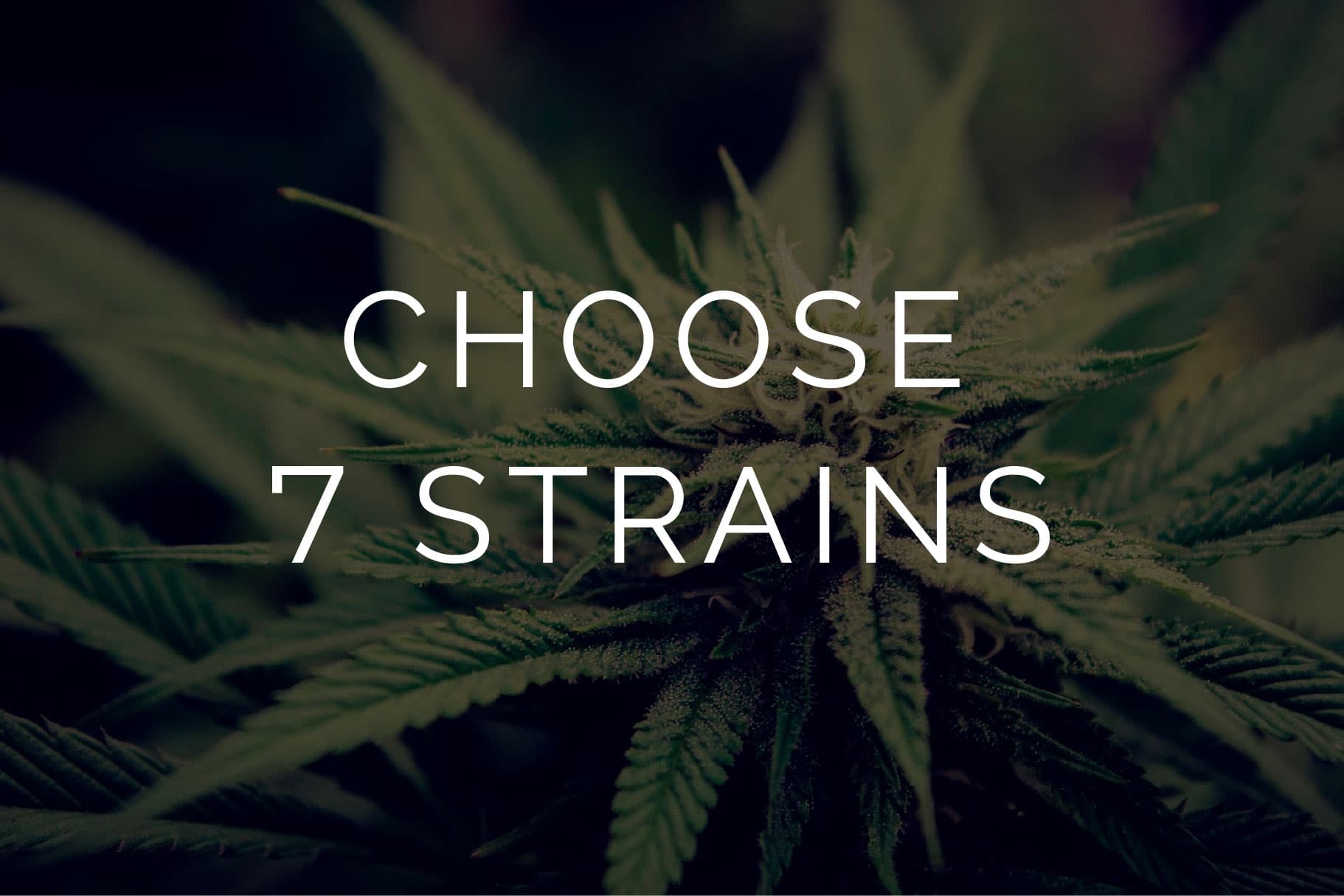 Multi Pack – Sample 7g Quarter – 7 x 1g