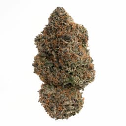 Quantum Kush cannabis strain