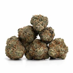 Purple Passion cannabis strain