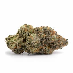 BC Kush cannabis strain