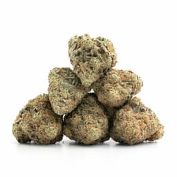 Mendocino Purps cannabis strain