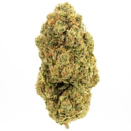 Chocolope cannabis strain