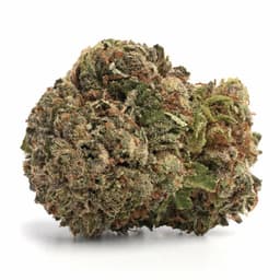 Lake Of Fire cannabis strain