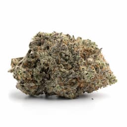 Maramota 10 cannabis strain