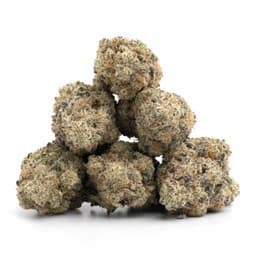 Mango Haze cannabis strain