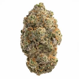 Venom OG cannabis strain