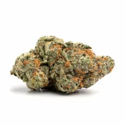 Obama Kush cannabis strain