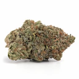 Zombie cannabis strain