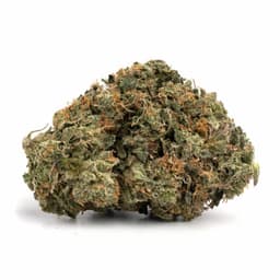 Serious Happiness cannabis strain