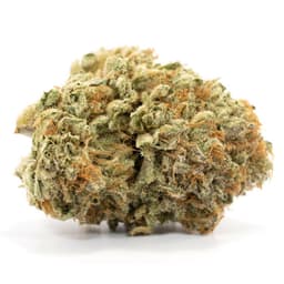 Lava Cake cannabis strain