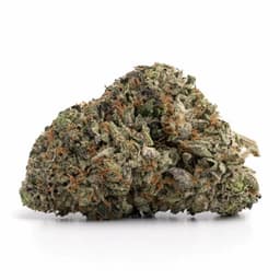 Rocket Fuel cannabis strain