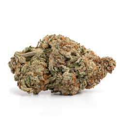 Acai Berry Gelato cannabis strain