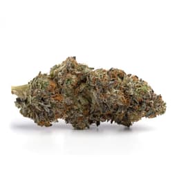 Mendo Montage cannabis strain