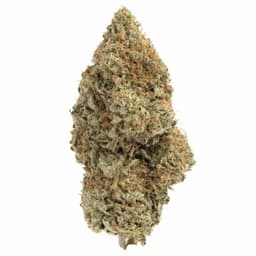 Mint Chocolate Chip cannabis strain