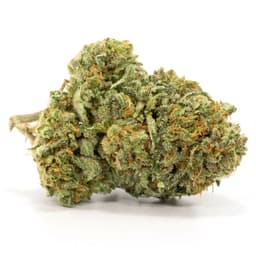 V Kush cannabis strain