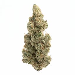 Purple Urkle cannabis strain