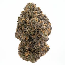 NC Kush cannabis strain